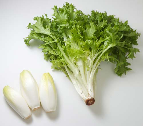 belgian endive and curly endive