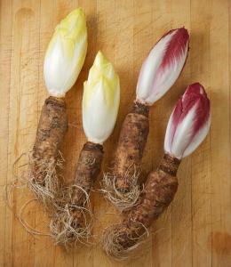 Endive Roots: Endive Roots