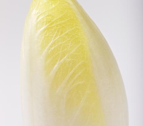 California Endive