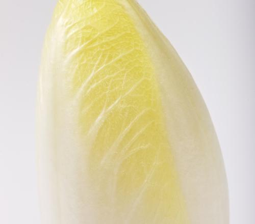 What is Endive